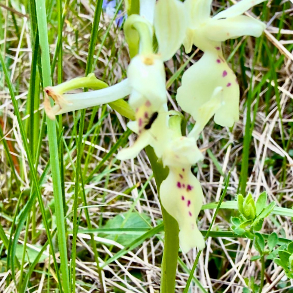 Orchis provincialis